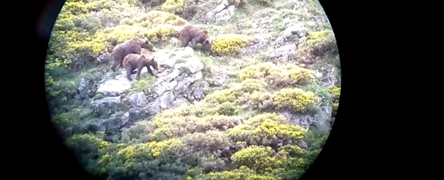 Avistamiento de osos desde el camping la Pomarada de Somiedo