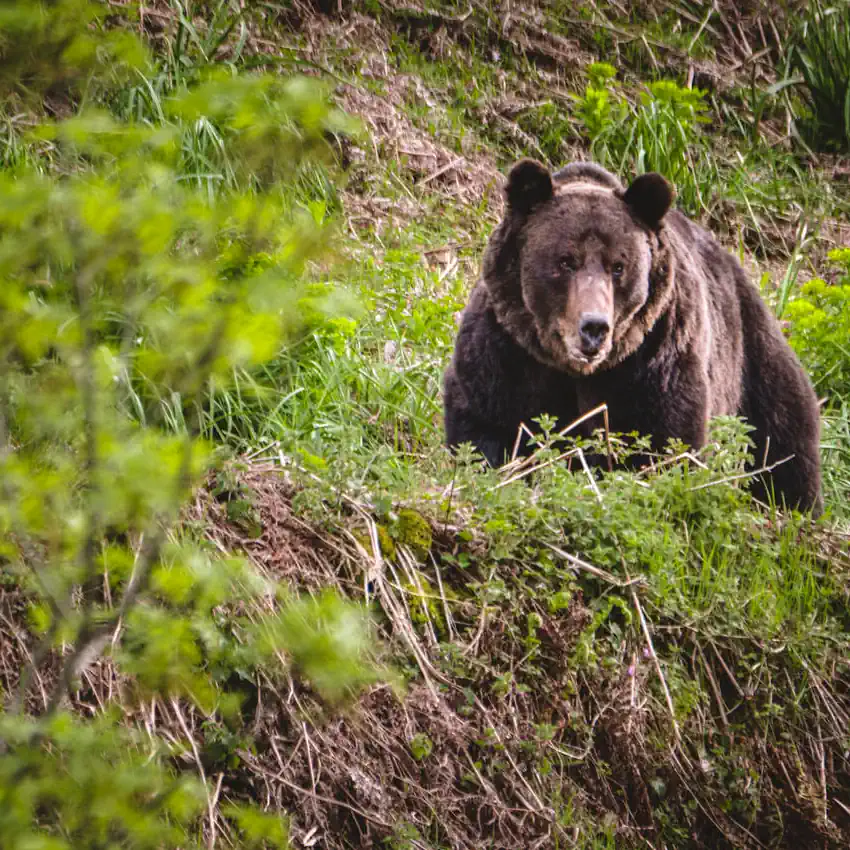 Avistamiento de Oso Pardo (4 horas)