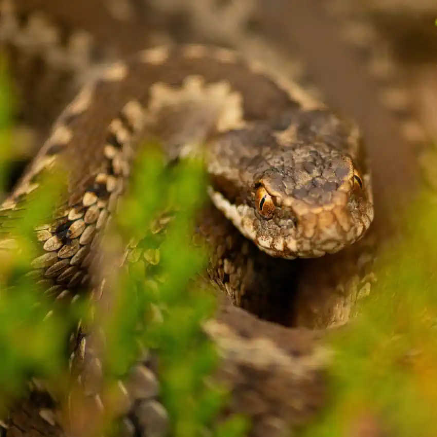 Reptiles y Anfibios